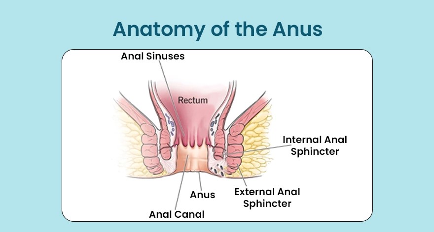 Anatomy of the Anus